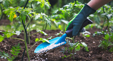 Agriculture & Fertilizer